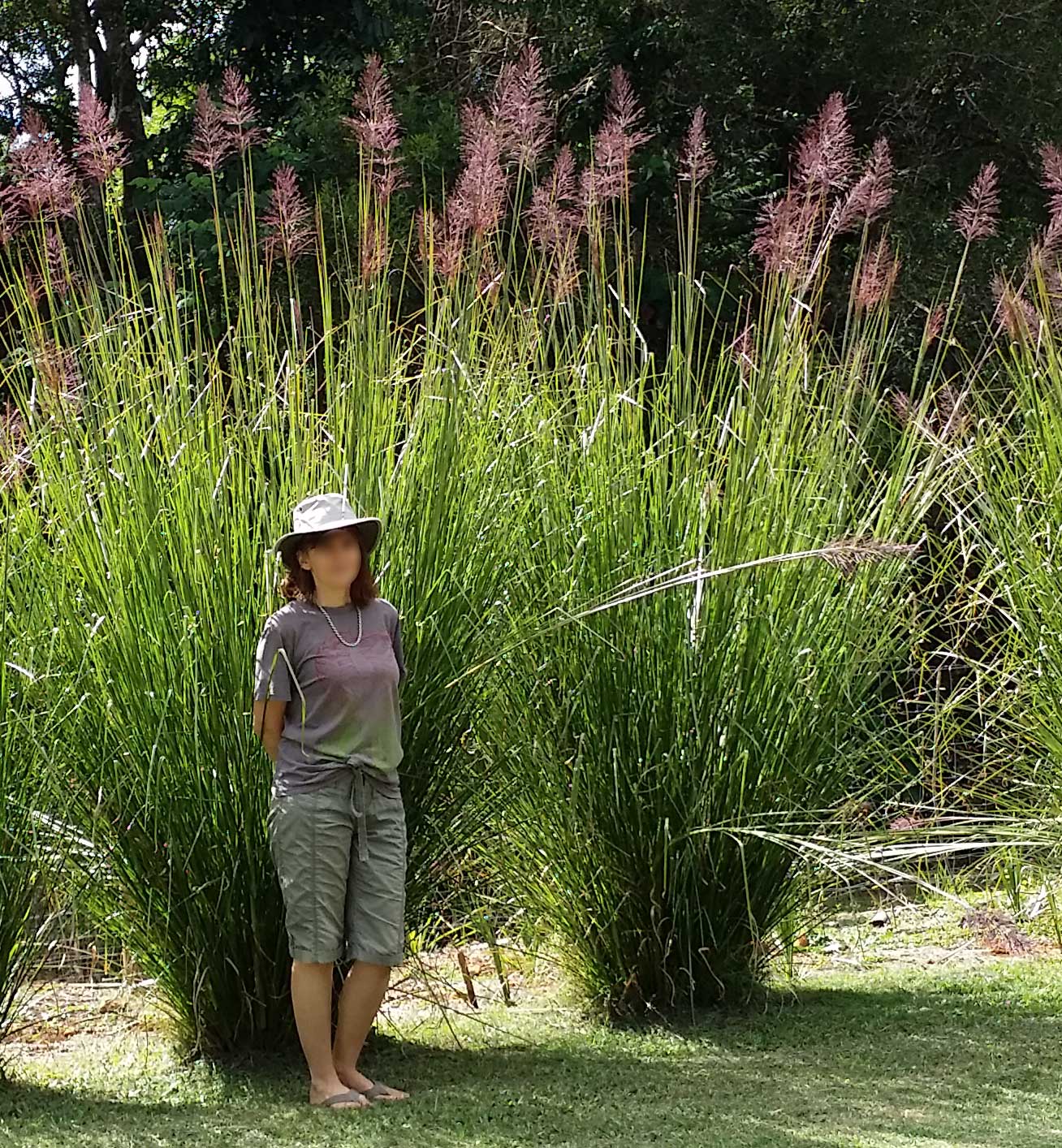 Vetiver-Gras (Chrysopogon zizanioides) - die unscheinbare Graspflanze, deren Wurzeln einen der wertvollsten Parfümerie-Rohstoffe liefern