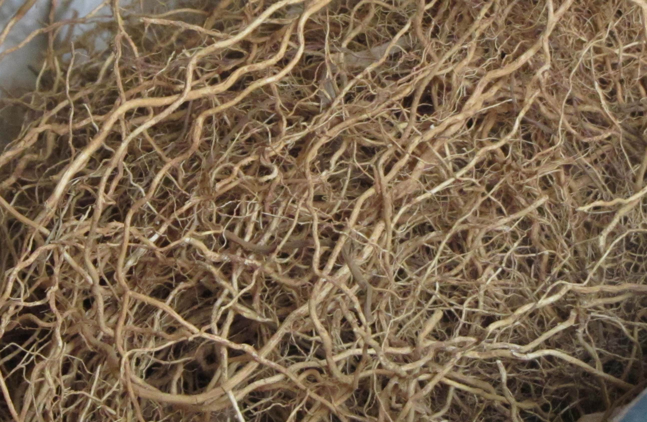 Vetiver-Wurzeln nach der Ernte - das dichte, faserige Wurzelgeflecht liefert das ätherische Öl